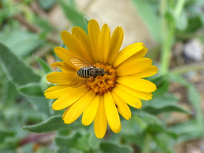 hoverfly, syrphidae, libar, Daisy, bunga, palsu tawon, serangga