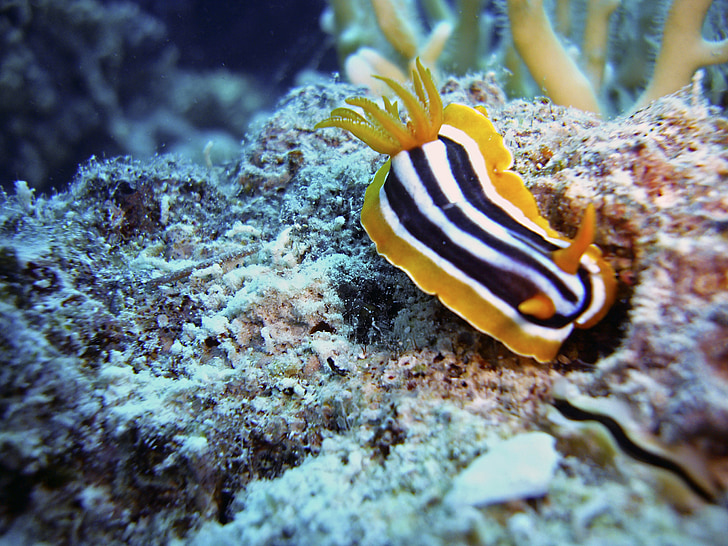 Slug, caracol, buceo, bajo el agua, agua, mar, mundo submarino