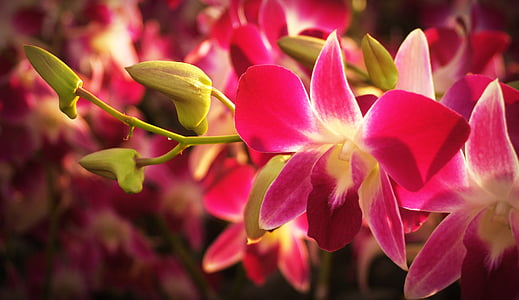 virág, orchidea, trópusi, fehér, zöld, sárga, piros