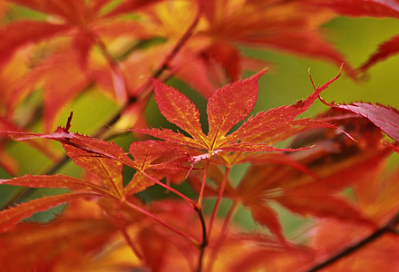 Maple, maple Jepang, daun, daun, dedaunan daun, musim gugur, suasana musim gugur