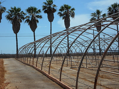 palm trees, old greenhouses, greenhouses, old, empty, abandoned, frame