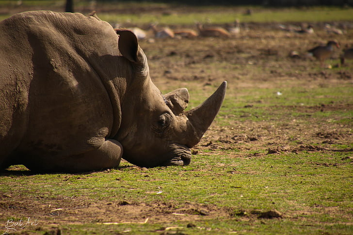Rhinoceros, Zoo, Wild, eläinten, Rhino, Wildlife, Luonto