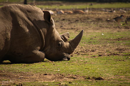rinoceronte, Parque zoológico, salvaje, animal, Rhino, flora y fauna, naturaleza