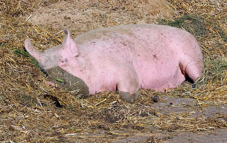 pig, sow, mammal, livestock, agriculture, dirty, animal