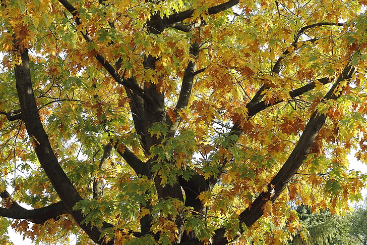 rudens noskaņu, koks, rudens, atstāj, gada rudenī gaismas, oktobris