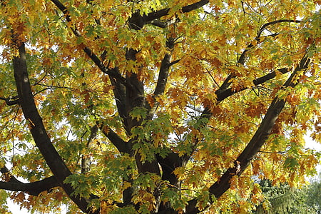 efterårs stemning, træ, efterår, blade, efteråret lys, oktober