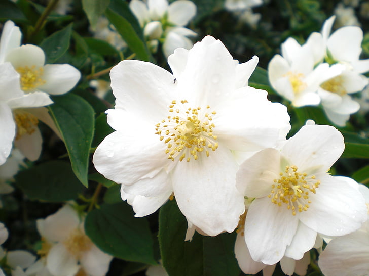 Bill jasmin, bílá, květinové květy, bílá, zelená, Bílý květ, léto, Příroda