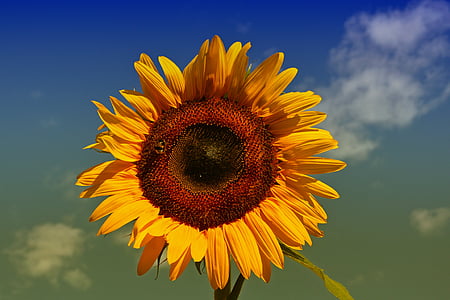 Sun flower, žlutá, slunce, léto, květ, zahrada, včela