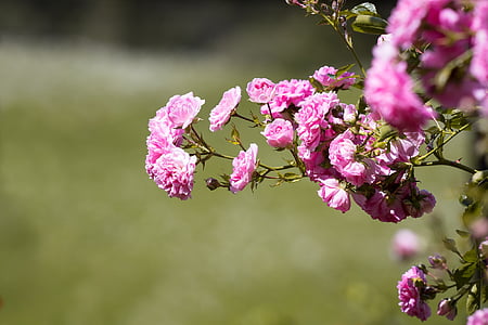 ดอกกุหลาบ, สีชมพู, กุหลาบสีชมพู, ดอกไม้สีชมพู, ดอกไม้, สวนกุหลาบ, สวน