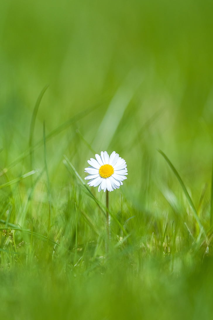 Daisy, bloem, gras, buiten, zomer, Gelukkig, Blossom