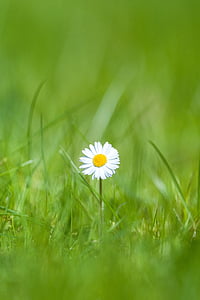 danutz, floare, iarba, în aer liber, vara, fericit, floare