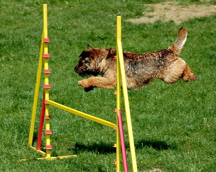 Hund, Agility-Sprung, Border terrier, Eckzahn, ausgebildet, Aktivität, Aktion