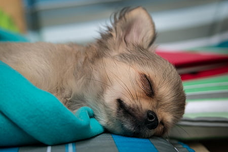 Chihuahua, pies, szczeniak, dziecko, snu, Chiwawa, młody
