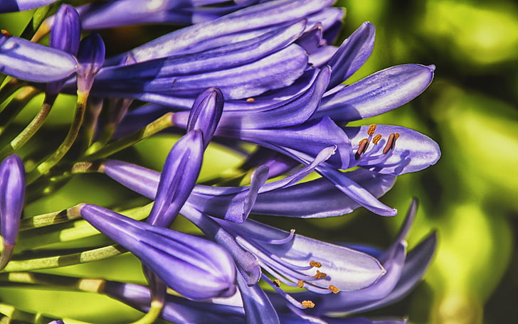 flora, naturaleza, jardinería, planta, púrpura, Close-up, flor