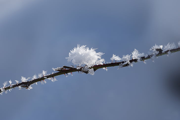 winter, frost, cold, nature, winter magic, branch, ice flowers