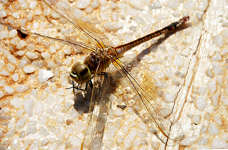 dragonfly, animal, insect, summer, eyes, wings, flying insect