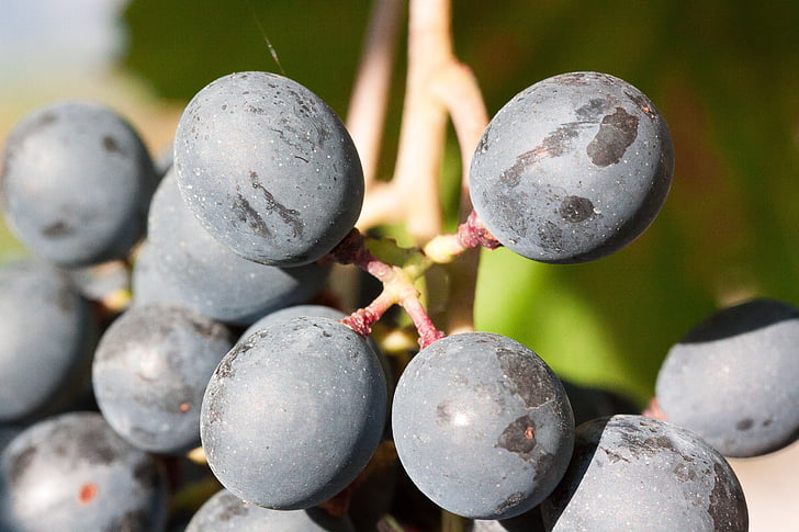 grapes, wine, grape, blue, fruit, fruits, plant