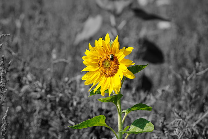 sun flower, beetle, field, meadow, nature, yellow, flower