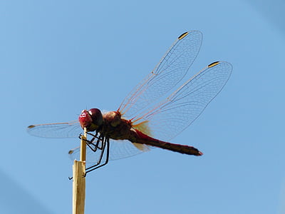 Dragonfly, rød, dyr, insekt, Flight insekt, Crimson heidelibelle, Sympetrum sanguineum