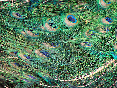 Peacock, màu xanh lá cây, màu xanh, bốn vị trí, con chim, màu sắc, màu xanh tươi sáng