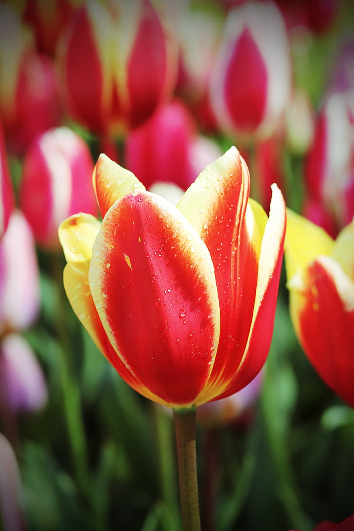 Tulip, forår, floralia, blomster, dug, natur, plante