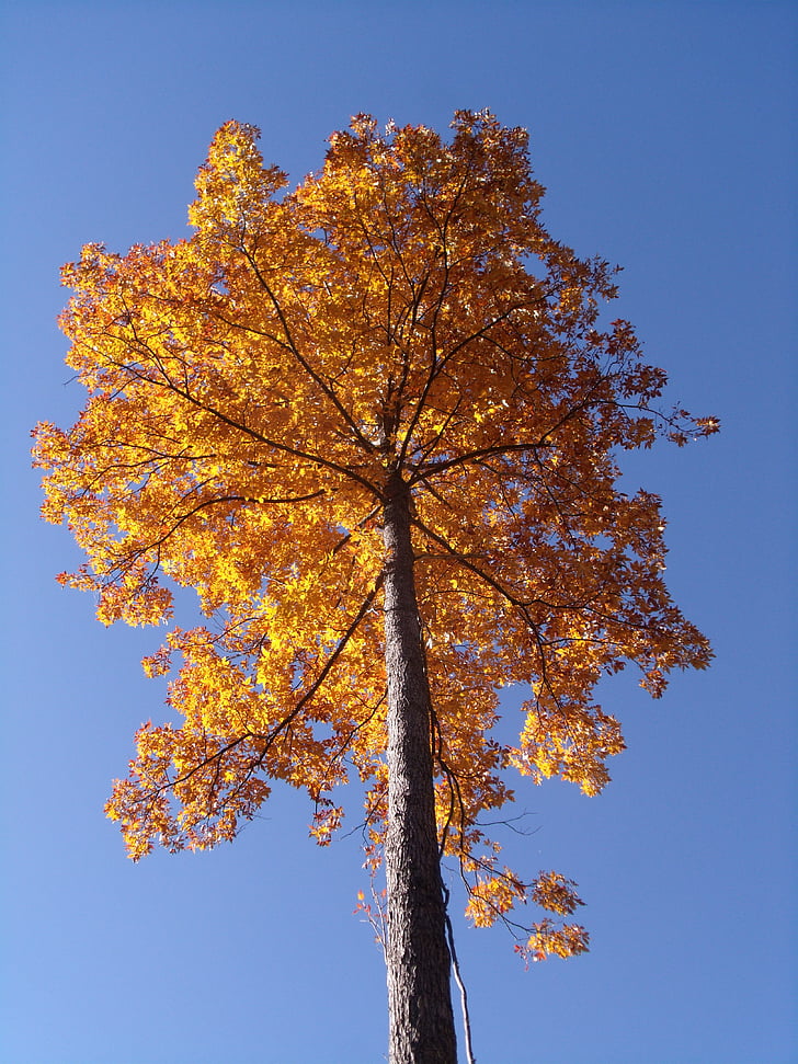 barevný podzim, listoví, strom