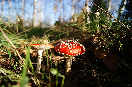 autumn, mushrooms, forest, poisoning