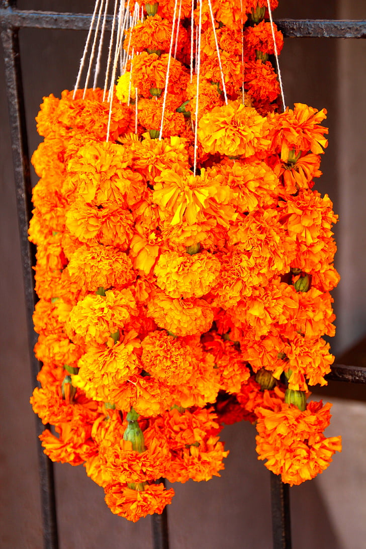 fleurs, orange, fleurs orange, Inde
