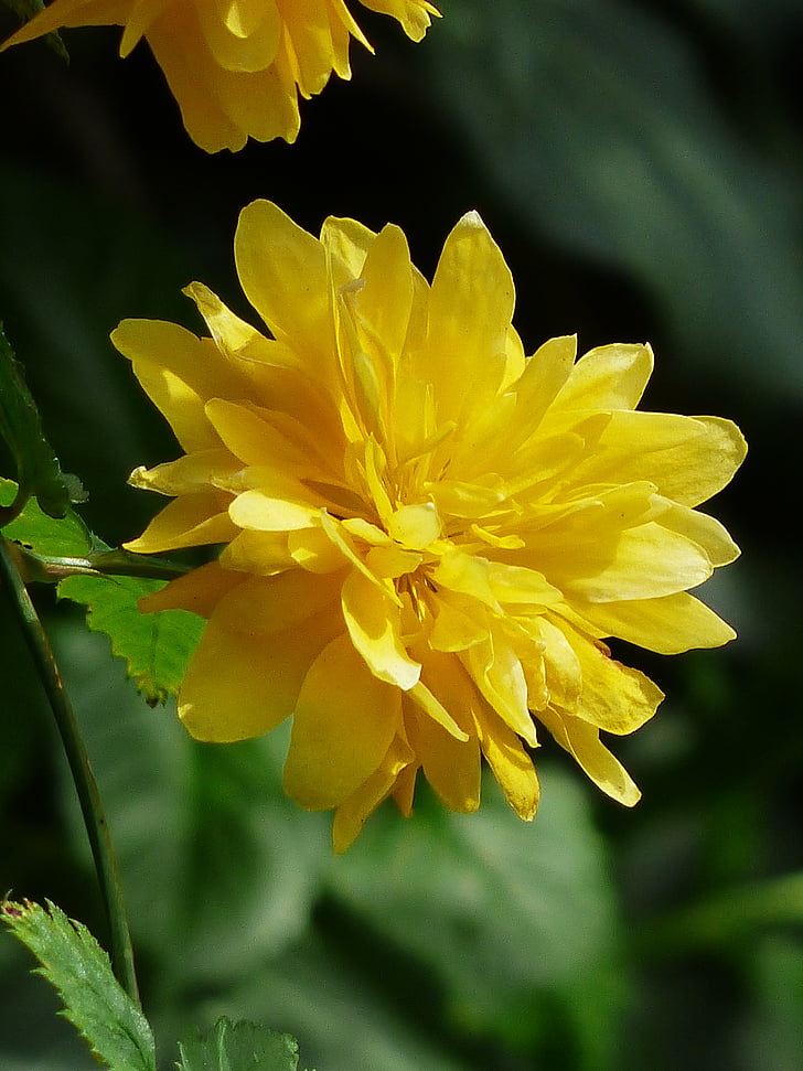 çiçeği, Bloom, Kerrie, Sarı, Bush, Şube, Japon kerrie