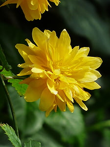 kwiat, Bloom, Kerrie, żółty, Bush, Oddział, kerrie japoński