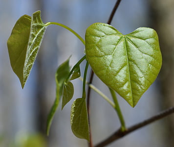 redbud leaves, heart-shaped, heart, new leaves, tree, plant, spring