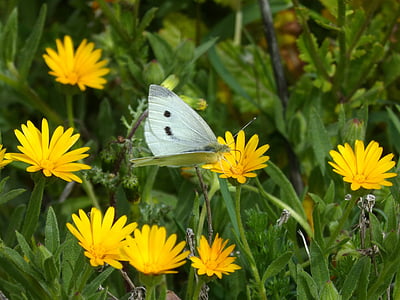 pieris rapae, blanquita of cabbage, butterfly, flowers, margaritas, libar, nature