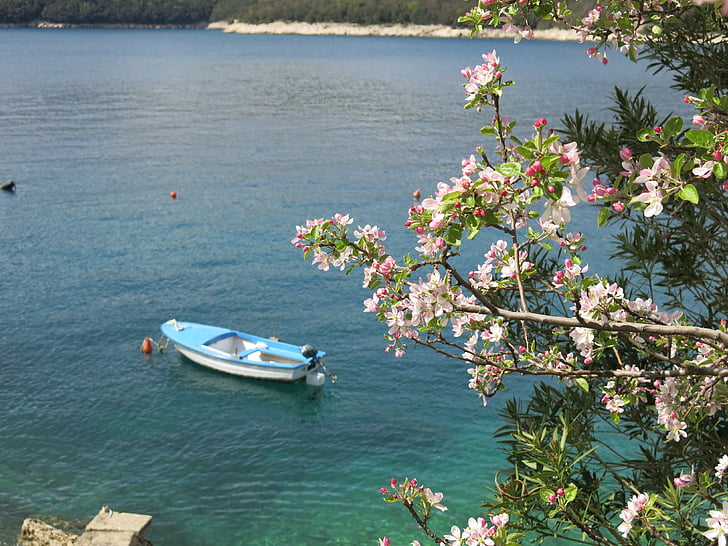 Boot, morze, Apple blossom, drzewo, kwiaty, Chorwacja