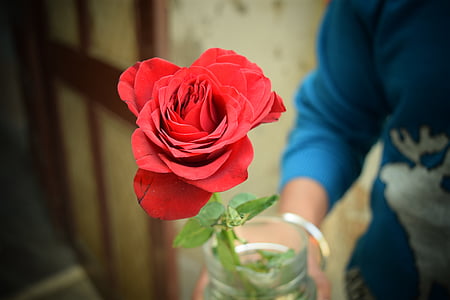 Rose, amour, rouge, Saint-Valentin, Romance