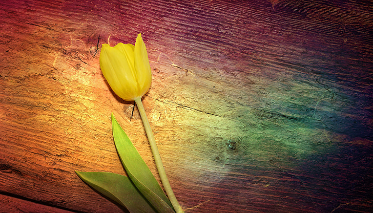 Tulip, flor, flor amarilla, schnittblume, amarillo, flor de primavera, madera