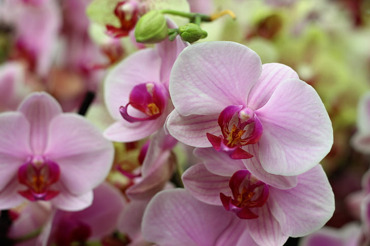 orchidea, kvet, izolované, dekorácie, bud, žiarivé, Tropical