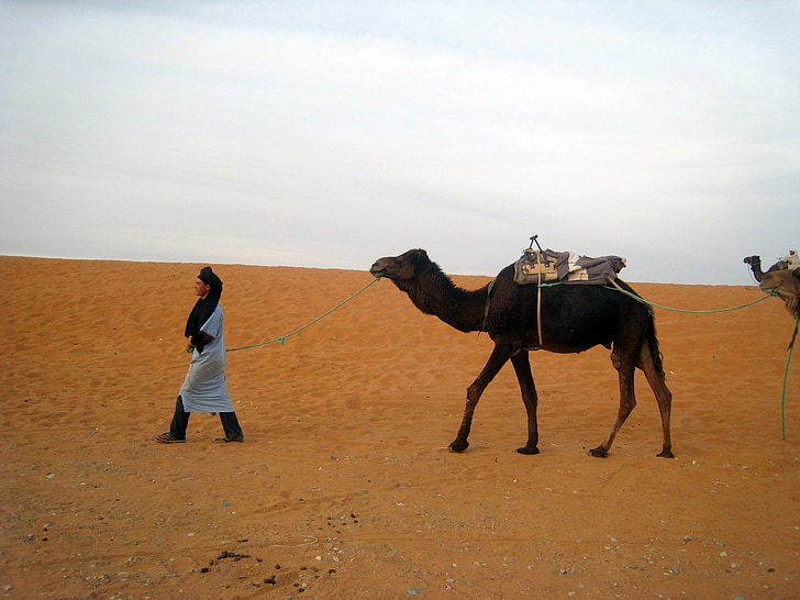 Marrocos, Sahara, deserto, paisagem, camelo
