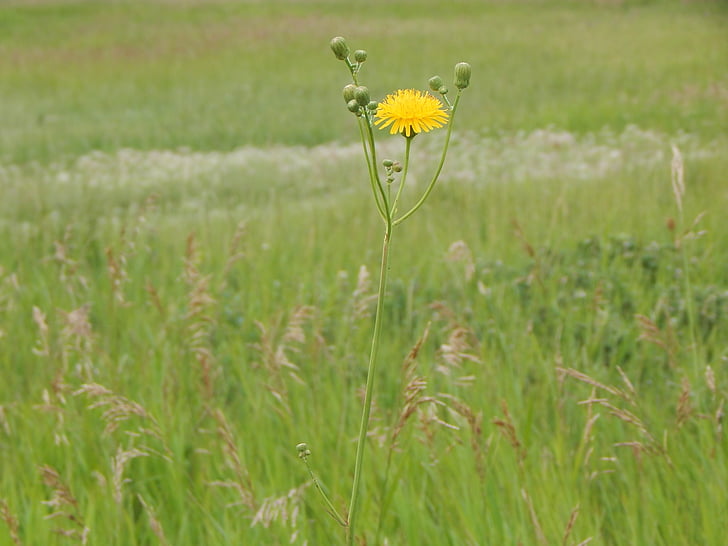 dandelion, weed, flower, prairie, grass, green, plant