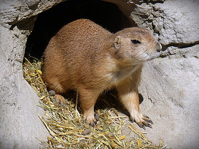prairie dog, animal, rodent, sweet, nature, small, cute