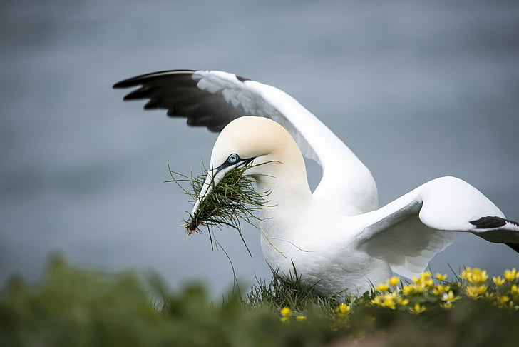 Gannet, морска птица, жълто, крайбрежие
