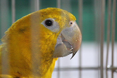 papegøje, gul, fugl, bur