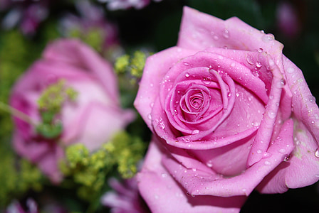 roses, flower, pink, rose, drops, drops plant, nature