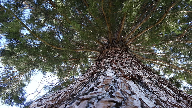 Verticaal perspectief, naaldboom, op zoek naar boven, opwaartse oogpunt, boom, natuur, bos