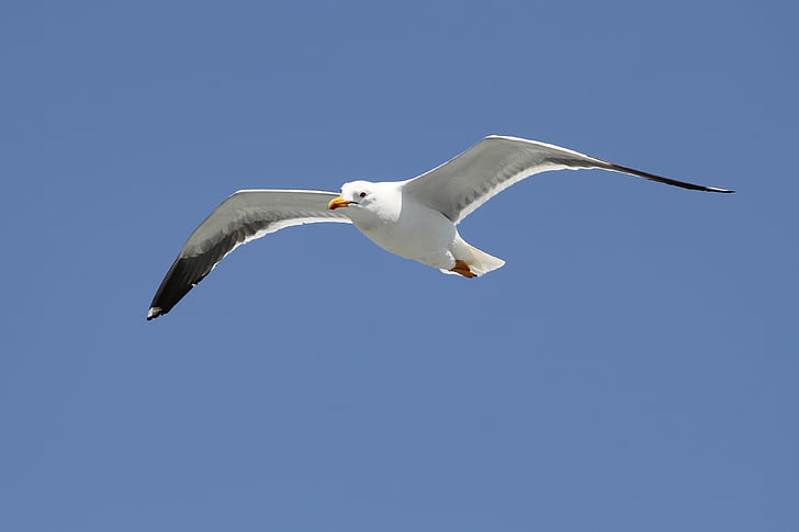 herring gull, larus argentatus, seevogel, sea, large gull, species, bird