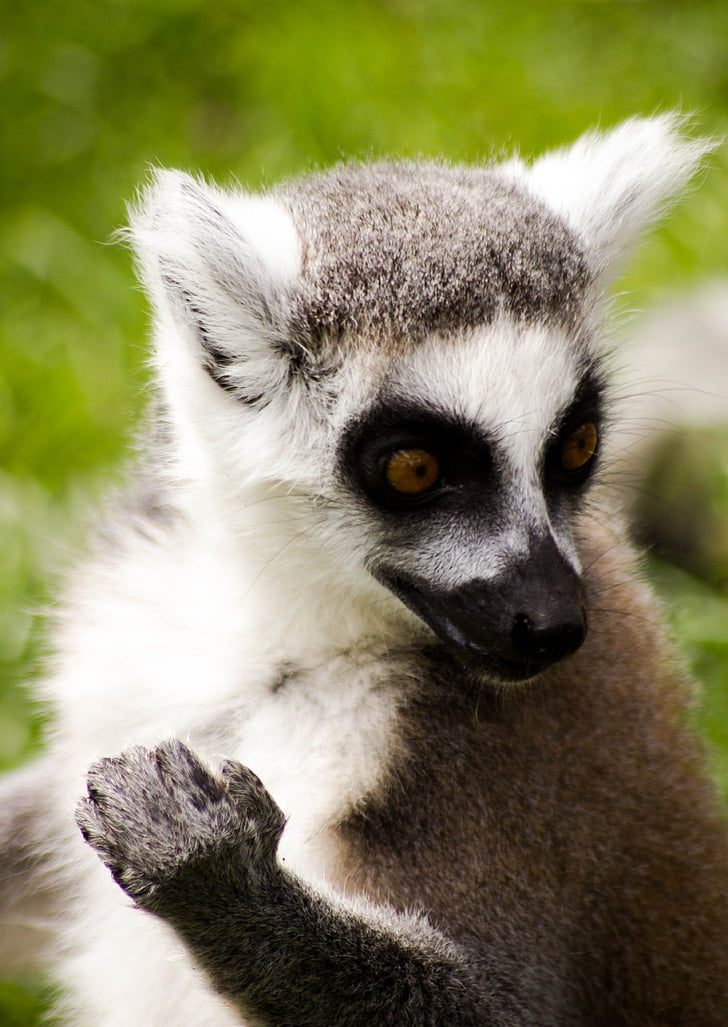 inel cu coada lemur, Madagascar, faunei sălbatice, Lemur, animale, natura, mamifer