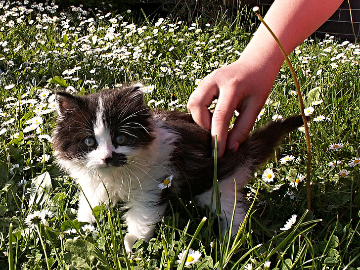 kattunge, svart, vit, detalj, hand, gräsmatta, trädgård