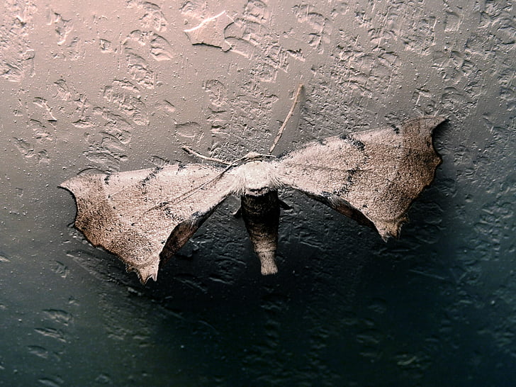 moth, insect, butterfly, wall, huge, wings
