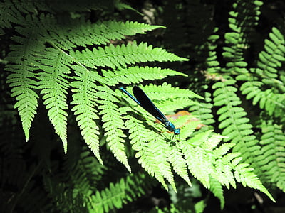 Püreneed, sõnajalad, Dragonfly, liblikas, loodus, lehed, roheline värv