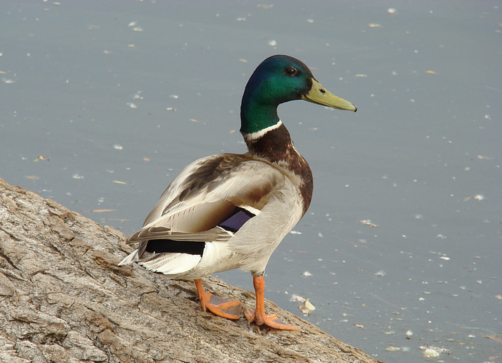 anatra, Germano reale, uccello, fauna selvatica, fiume