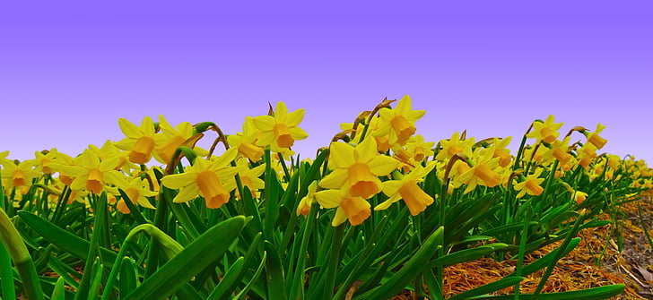 thủy tiên, lĩnh vực, Hoa thuỷ tiên vàng, đồn điền, trồng trọt, Daffodil field, Hoa